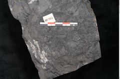 Foto (Detailansicht) von Asplenium hochstetteri Unger (NHMW-GEO-2024-0188-10305)
